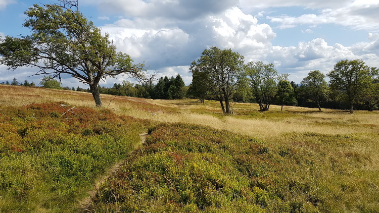 La Bresse été : www.petitecaille.fr